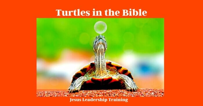 Turtles In The Bible 1 