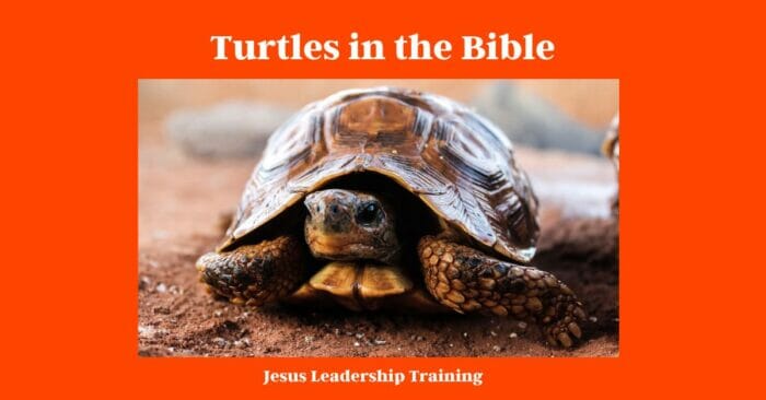  Turtles in the Bible
what does a turtle symbolize in the bible
what do turtles symbolize in the bible