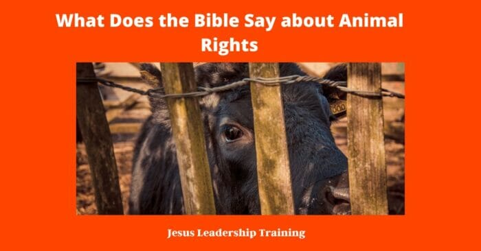 What Does the Bible Say about Animal Rights