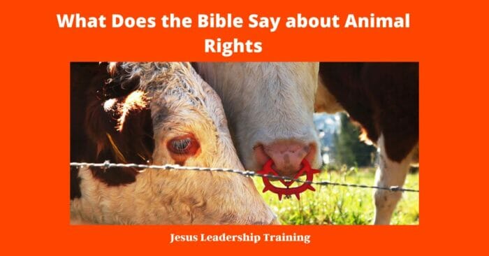 What Does the Bible Say about Animal Rights