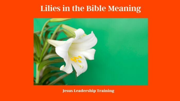 Lilies in the Bible Meaning
