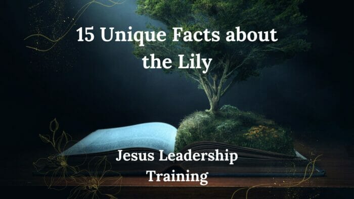 15 Unique Facts about the Lily