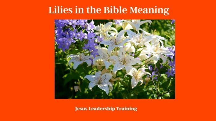 Lilies in the Bible Meaning 2