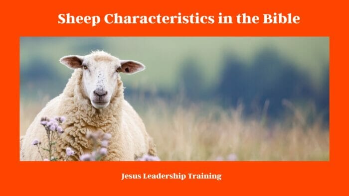 Sheep Characteristics in the Bible